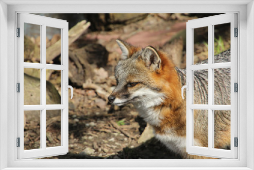 Fototapeta Naklejka Na Ścianę Okno 3D - Serious Fox