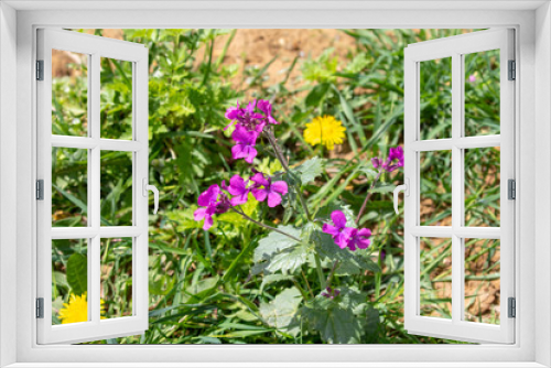 Fototapeta Naklejka Na Ścianę Okno 3D - Close up of purple blooming flowers in the garden