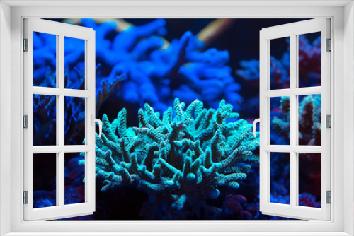 Fototapeta Naklejka Na Ścianę Okno 3D - Corals in a marine aquarium.
