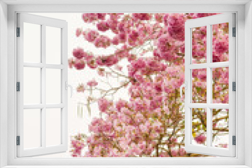 Fototapeta Naklejka Na Ścianę Okno 3D - Blooming Pink trumpet tree or Tabebuia rosea flower in outdoor park
