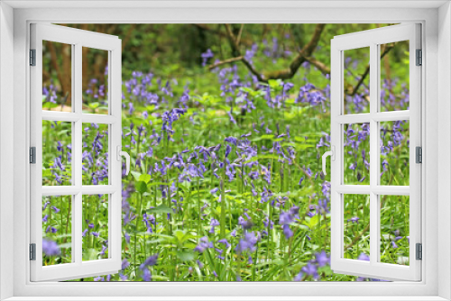 Fototapeta Naklejka Na Ścianę Okno 3D - Bluebells in a wood in Spring
