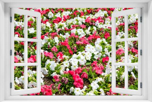 Fototapeta Naklejka Na Ścianę Okno 3D - Planted white and pink petunias