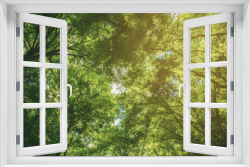 Fototapeta Naklejka Na Ścianę Okno 3D - Summer green forest