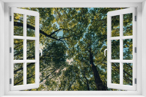 Fototapeta Naklejka Na Ścianę Okno 3D - Fresh beautiful forest trees. nature green wood sunlight backgrounds
