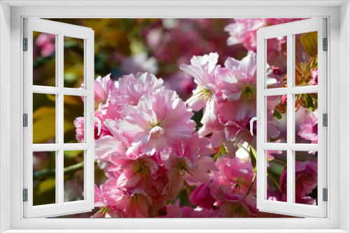 Fototapeta Naklejka Na Ścianę Okno 3D - Colourful pink cherry blossom.