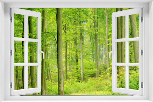 Fototapeta Naklejka Na Ścianę Okno 3D - Buchenwald im Herbst - beech forest in fall 07