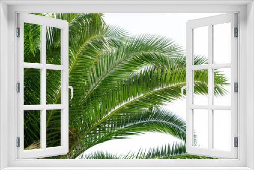 Fototapeta Naklejka Na Ścianę Okno 3D - Palm tree isolated on white. Summer vacation concept