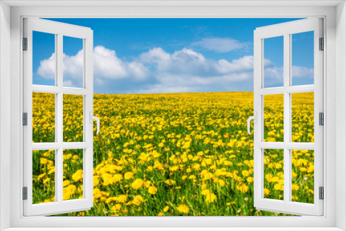 Fototapeta Naklejka Na Ścianę Okno 3D - a beautiful yellow dandelion meadow