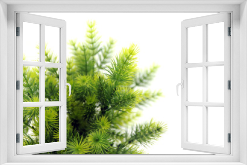 Fototapeta Naklejka Na Ścianę Okno 3D - green fir branch isolated on white background