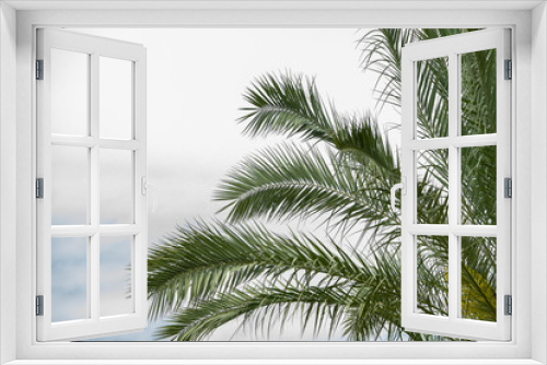 Fototapeta Naklejka Na Ścianę Okno 3D - Palm tree foliage in the right corner on a cloudy sky background. Summer travel agency banner concept