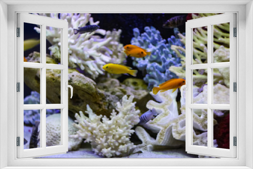 Fototapeta Naklejka Na Ścianę Okno 3D - Many colorful fish swim in the aquarium  with corals