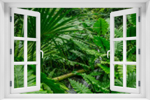 Fototapeta Naklejka Na Ścianę Okno 3D - Tropical leaves within the Eden Project, UK
