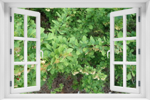 Fototapeta Naklejka Na Ścianę Okno 3D - detail of green spring leaves texture