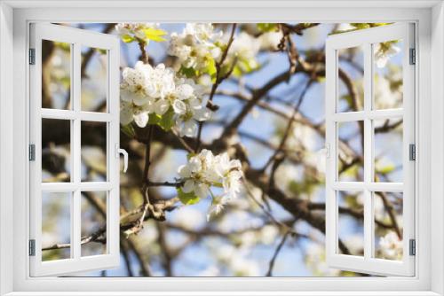 Fototapeta Naklejka Na Ścianę Okno 3D - old garden, blooming pear, sunny spring April floral background