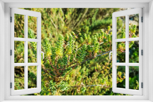 Fototapeta Naklejka Na Ścianę Okno 3D - Alkali seepweed or shrubby sea-blite