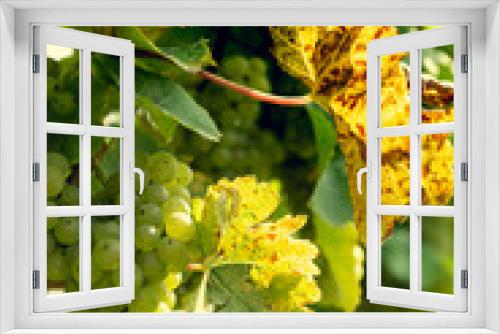 Fototapeta Naklejka Na Ścianę Okno 3D - Bunch of grapes on a bush.