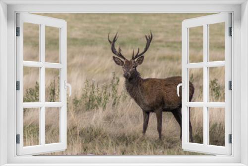 Fototapeta Naklejka Na Ścianę Okno 3D - A red deer stag in the wild