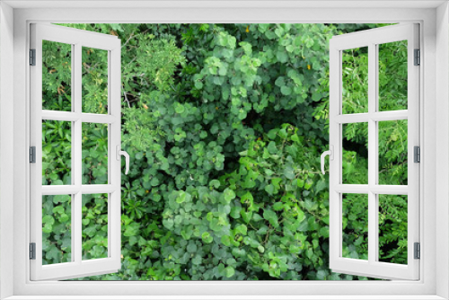 Fototapeta Naklejka Na Ścianę Okno 3D - Forest top view