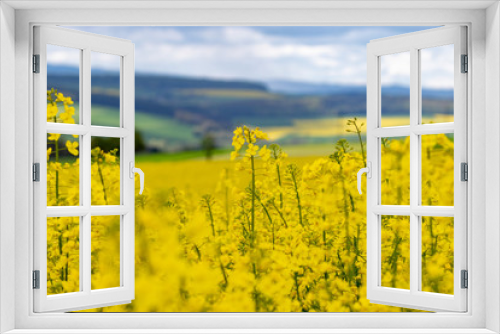Fototapeta Naklejka Na Ścianę Okno 3D - Topview on yellow blooming rape field 