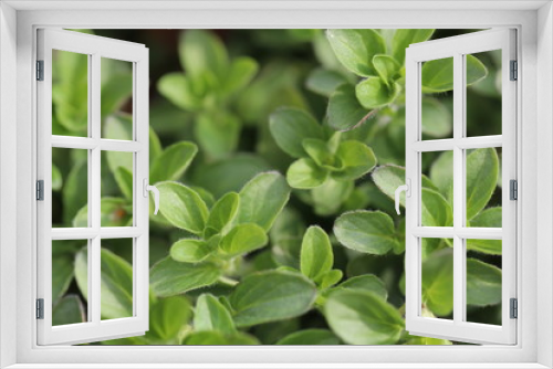 Fototapeta Naklejka Na Ścianę Okno 3D - Gesund und lecker: die ersten frischen Gartenkräuter im Sommer - Detailansicht von scharfem Oregano