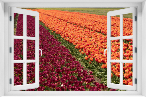 Fototapeta Naklejka Na Ścianę Okno 3D - Tulip field