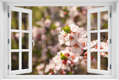 Fototapeta Naklejka Na Ścianę Okno 3D - Beautiful blossoming branch outdoors