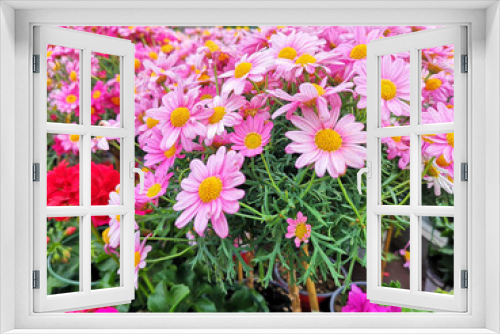 Fototapeta Naklejka Na Ścianę Okno 3D - pink daysies (