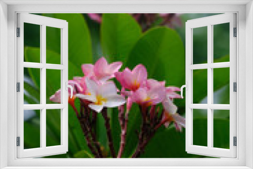 Fototapeta Naklejka Na Ścianę Okno 3D - Lily Flower 