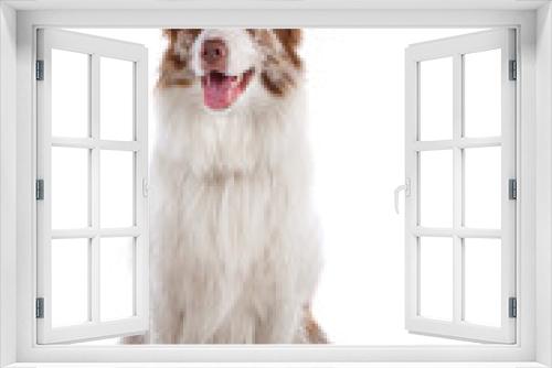 Fototapeta Naklejka Na Ścianę Okno 3D - Border collie dog sitting, isolated on a white background