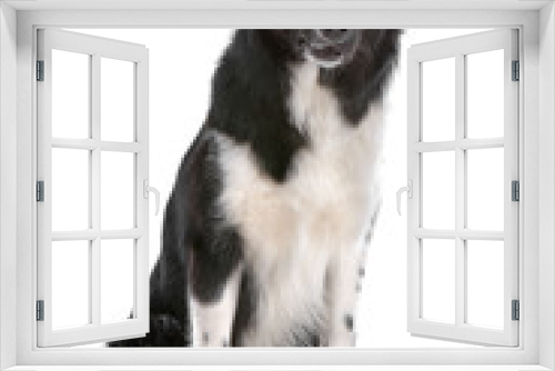 Fototapeta Naklejka Na Ścianę Okno 3D - Front view of black and white border collie dog sitting