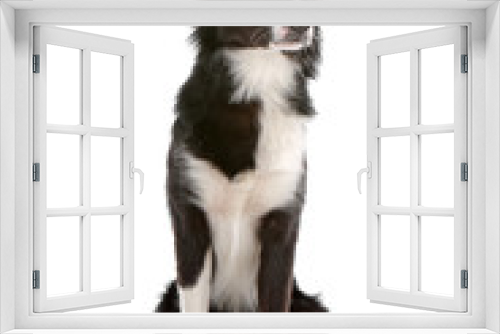 Fototapeta Naklejka Na Ścianę Okno 3D - Black and white border collie dog sitting
