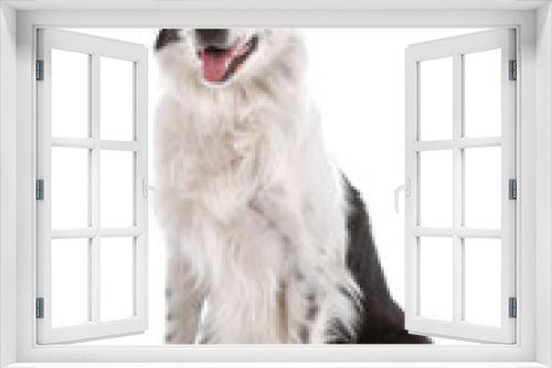 Fototapeta Naklejka Na Ścianę Okno 3D - Border collie dog sitting and panting isolated on white