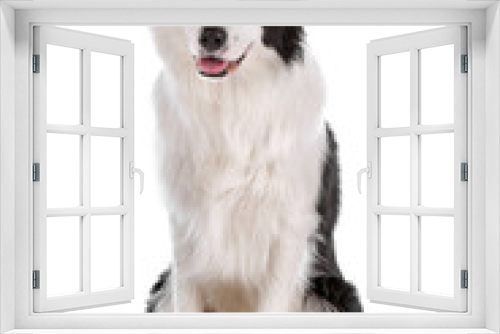 Fototapeta Naklejka Na Ścianę Okno 3D - Black and white cute border collie dog isolated on white