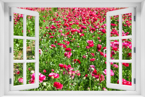 Fototapeta Naklejka Na Ścianę Okno 3D - Blooming wildflowers - buttercups, pink and white, on a kibbutz in southern Israel. Collect flowers. April 2019