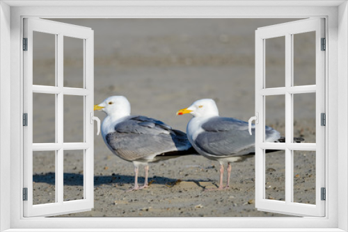 Fototapeta Naklejka Na Ścianę Okno 3D - Two gulls on the beach. Both birds are seen side-on, facing to the left.