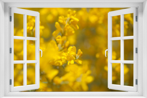 Fototapeta Naklejka Na Ścianę Okno 3D - Flora of Gran Canaria - flowers of Genista microphylla