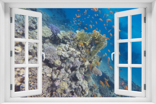 Fototapeta Naklejka Na Ścianę Okno 3D - Korallen