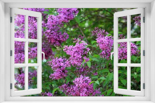 Fototapeta Naklejka Na Ścianę Okno 3D - Blooming lilac close-up