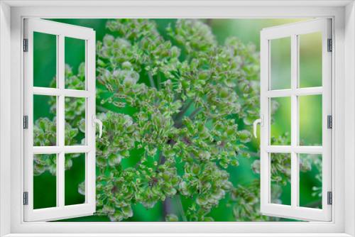 Fototapeta Naklejka Na Ścianę Okno 3D - Selective focus of wild flower Angelica archangelica, Wild tree on spring or Summer