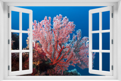 Fototapeta Naklejka Na Ścianę Okno 3D - Red soft coral glowing on the tropical reef