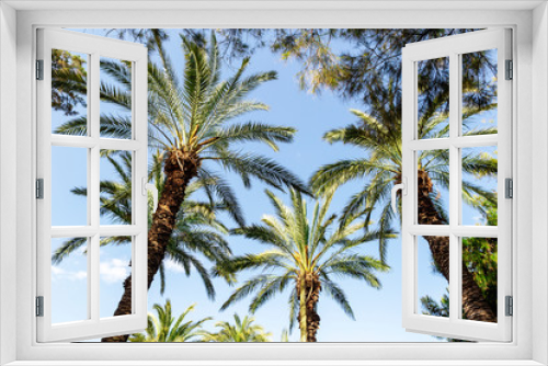 Fototapeta Naklejka Na Ścianę Okno 3D - Palms stand in blue sky on a summer day.