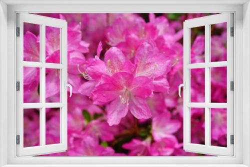 Fototapeta Naklejka Na Ścianę Okno 3D - Pink azalea flower bush in the spring garden