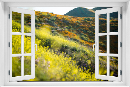 Fototapeta Naklejka Na Ścianę Okno 3D - Yellow California Wild Flowers 04