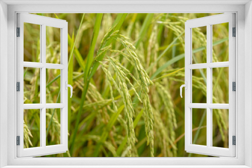 Fototapeta Naklejka Na Ścianę Okno 3D - Rice field, close up yellow rice seed ripe and green leaves.