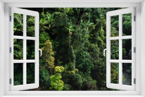 Fototapeta Naklejka Na Ścianę Okno 3D - just tree tropical forest jungle nature pattern from sly Australia Springbrook