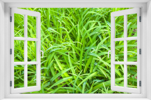 Fototapeta Naklejka Na Ścianę Okno 3D - Fresh green grass background. Natural abstract texture.