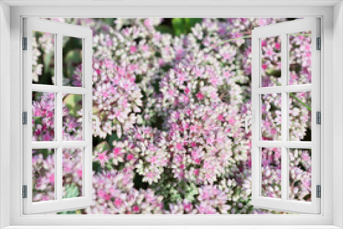 Fototapeta Naklejka Na Ścianę Okno 3D - Flower Sedum spurium grows in the garden