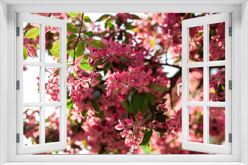 Fototapeta Naklejka Na Ścianę Okno 3D - Pink flowers on the apple tree