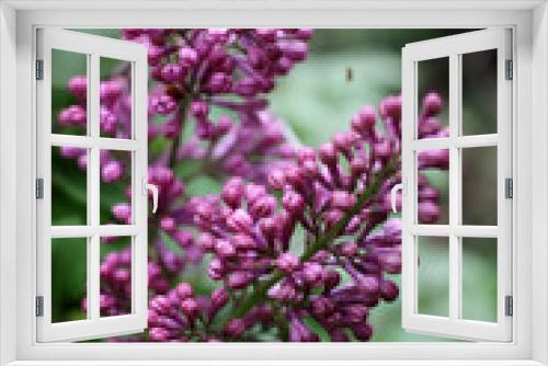 Fototapeta Naklejka Na Ścianę Okno 3D - Lilac. Close up of Syringe. Spring time with beautiful lilac blossoms. Floral pattern. Lilac wallpaper. 