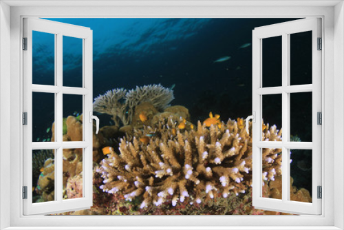 Fototapeta Naklejka Na Ścianę Okno 3D - Underwater coral reef and fish 